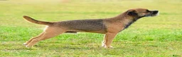 Border Terrier dogs for stud: K.c reg, Red Grizzle Border Terrier STUD ONLY - Advert 4