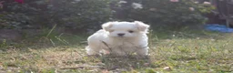 Maltese dogs for sale: Beautiful Maltese Boy in Grantham - Advert 4
