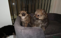 Pomeranian dogs for sale: Adorable Teddy-Bear Poms – 3 Boys Available! 🧸✨ in London - Image 4