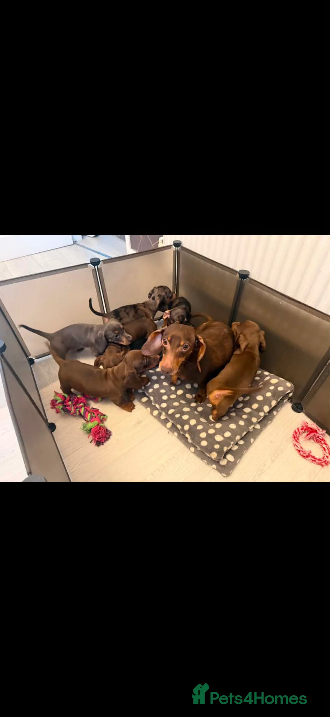 Miniature Dachshund dogs for sale: Miniature dachshund  - Advert 6