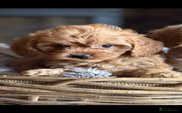 Cavapoo dogs for sale: Outstanding F1 Cavapoo Pups - Image 10