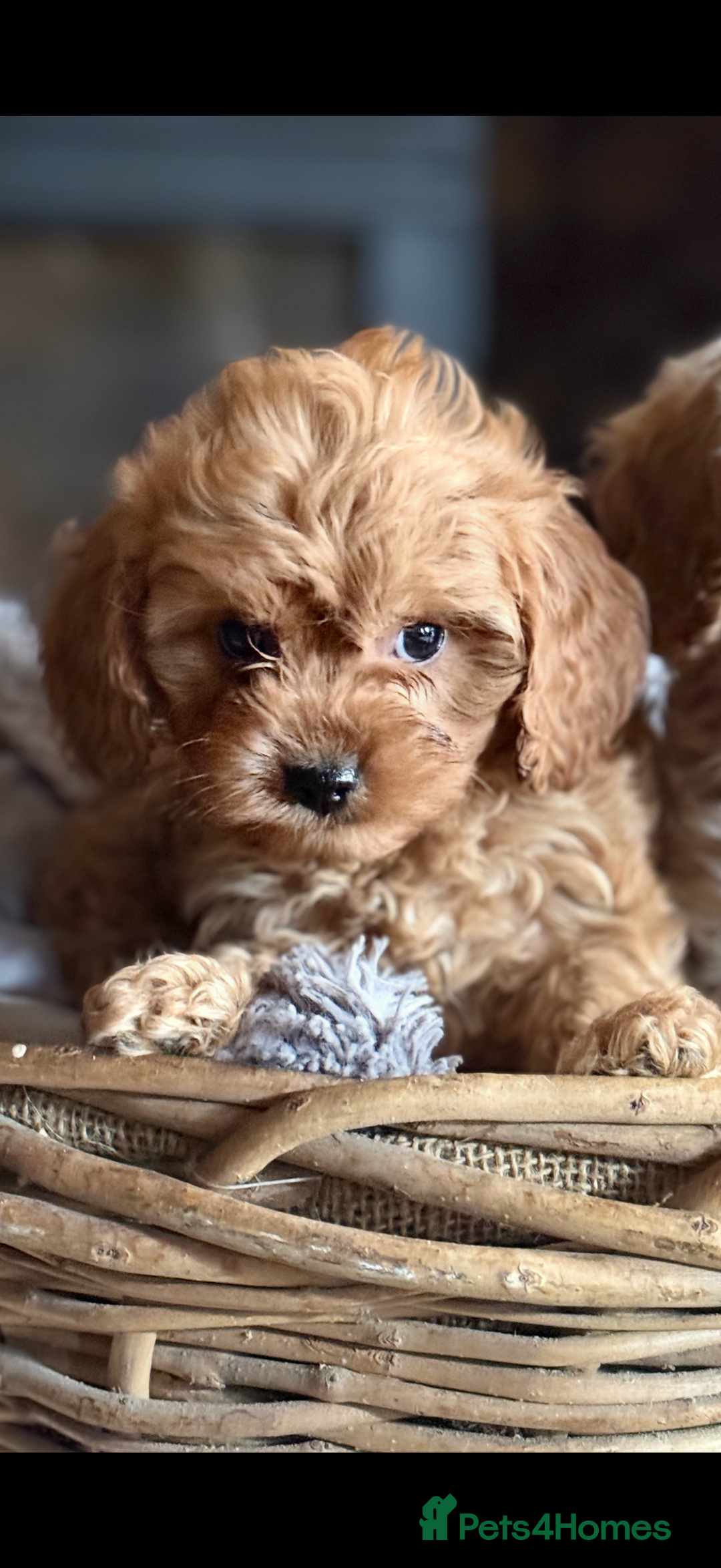Cavapoo dogs for sale: Outstanding F1 Cavapoo Pups - Image 10
