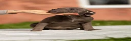 Staffordshire Bull Terrier dogs for sale: Top quality pedigree staff puppies  - Advert 7