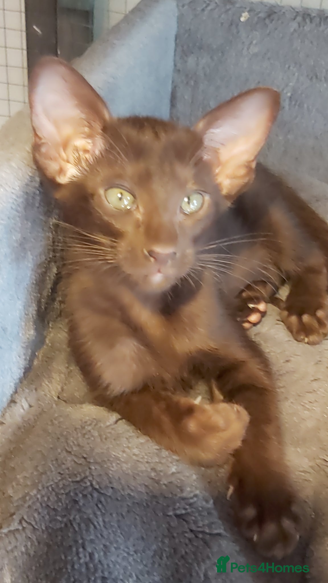 Oriental cats Pedigree Oriental 1 GIRL XL size ears GCCF - Advert 13