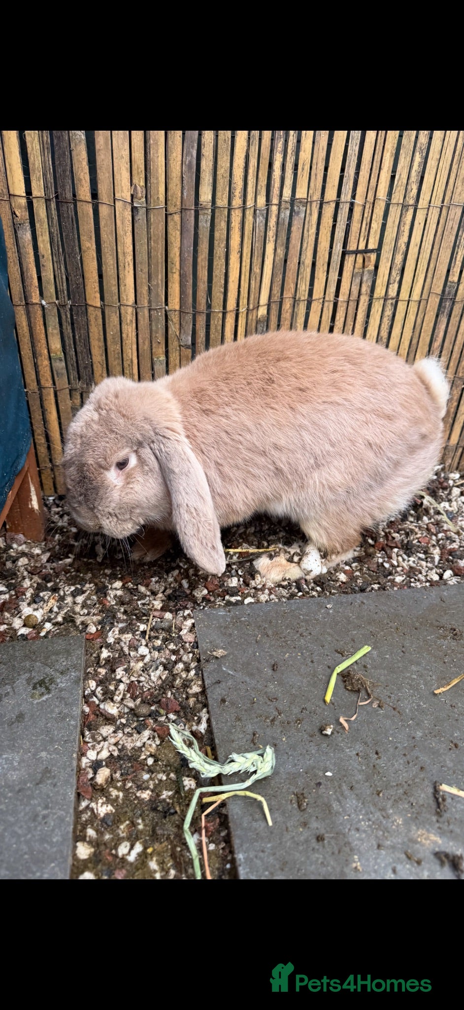 French Lop rabbits 1 x Large Pure French Lop Buck - Advert 1
