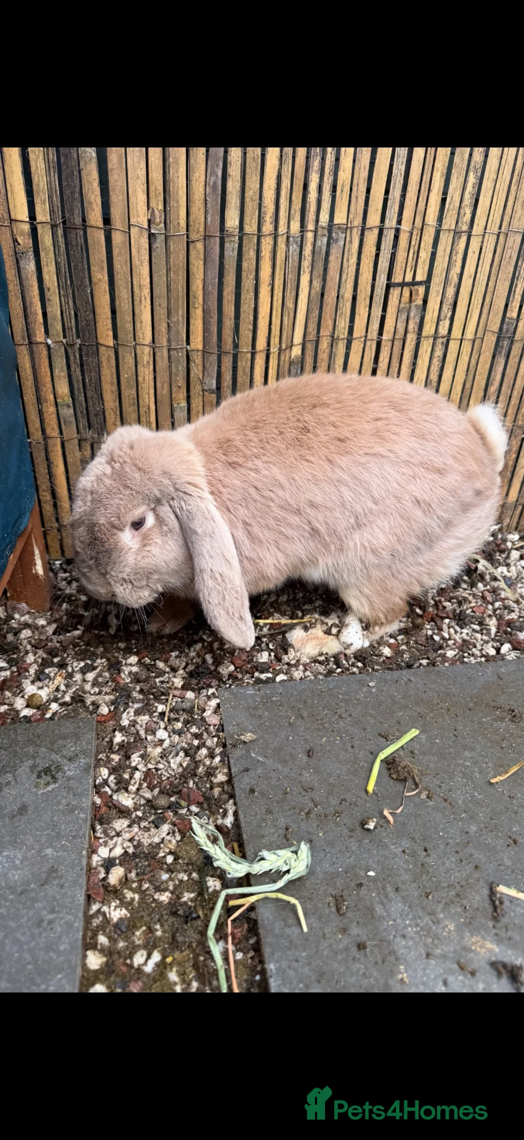 French Lop rabbits for sale: 1 x Large Pure French Lop Buck - Advert 1