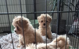 Maltipoo dogs for sale: F1 Maltipoo puppies 🐶 Just 2 girls remaining  - Advert 27