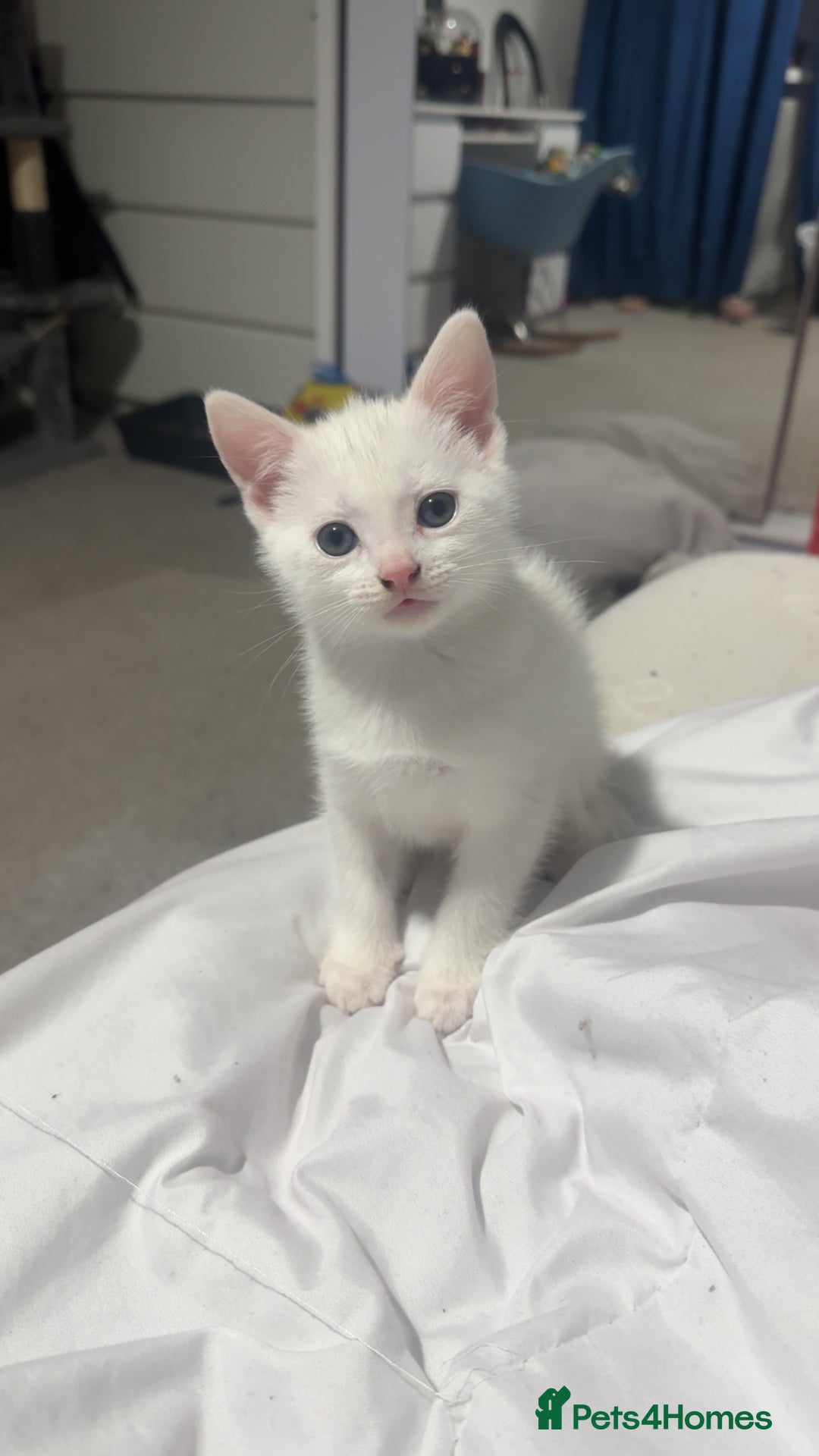 Turkish Van cats for sale: Kittens  - Advert 6