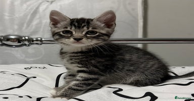 Mixed Breed cats - Advert 8