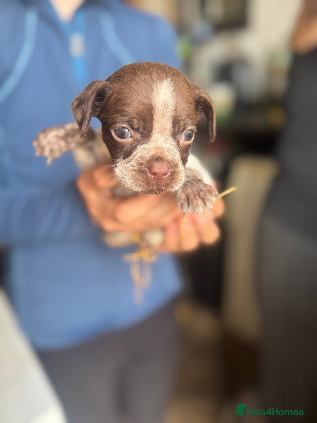 Mixed Breed dogs for sale: Boston spaniel ready now - Image 5