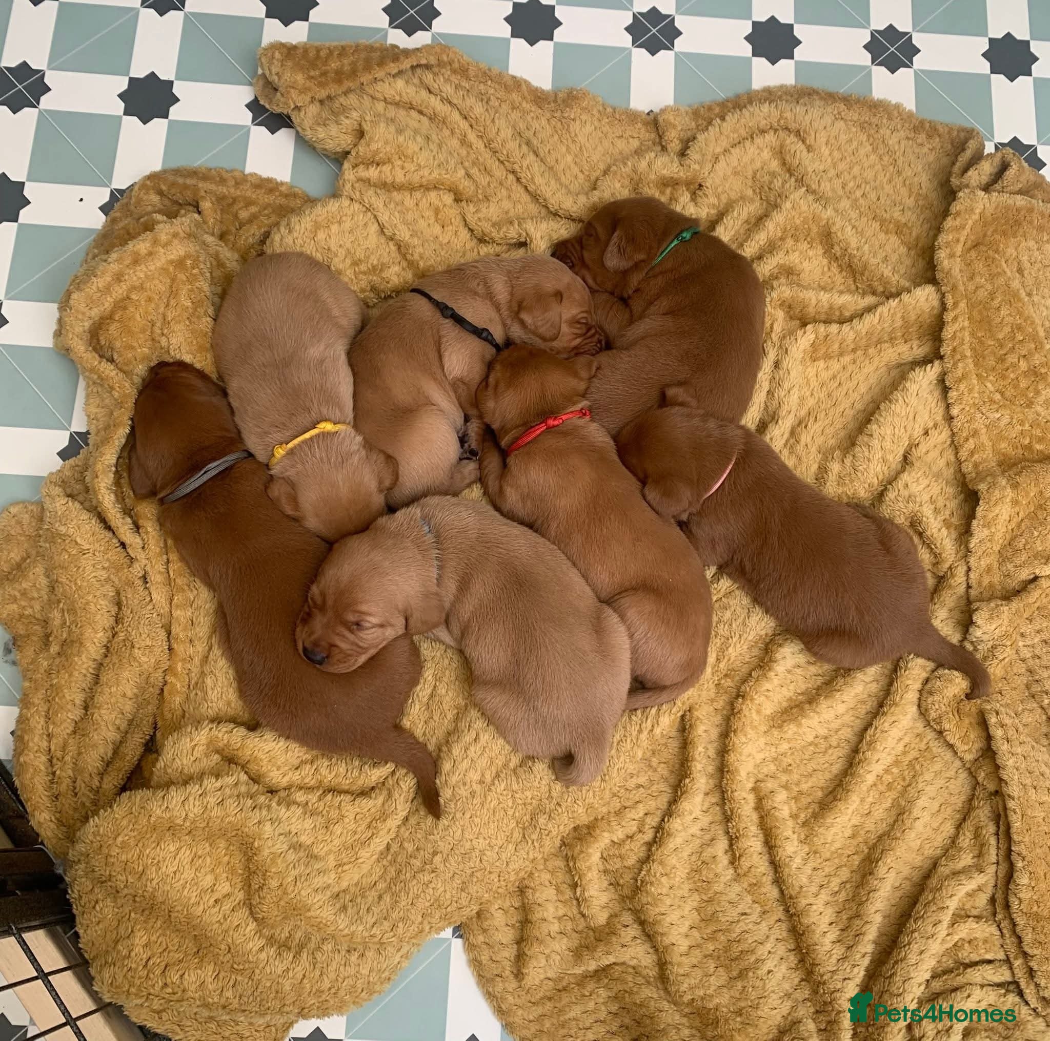 Labrador Retriever dogs Dark Foxred with Champion Working Boodline - Advert 2