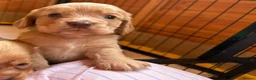 Cocker Spaniel dogs for sale: Stunning Working Cocker puppies!! 1 boy left!! - Advert 9