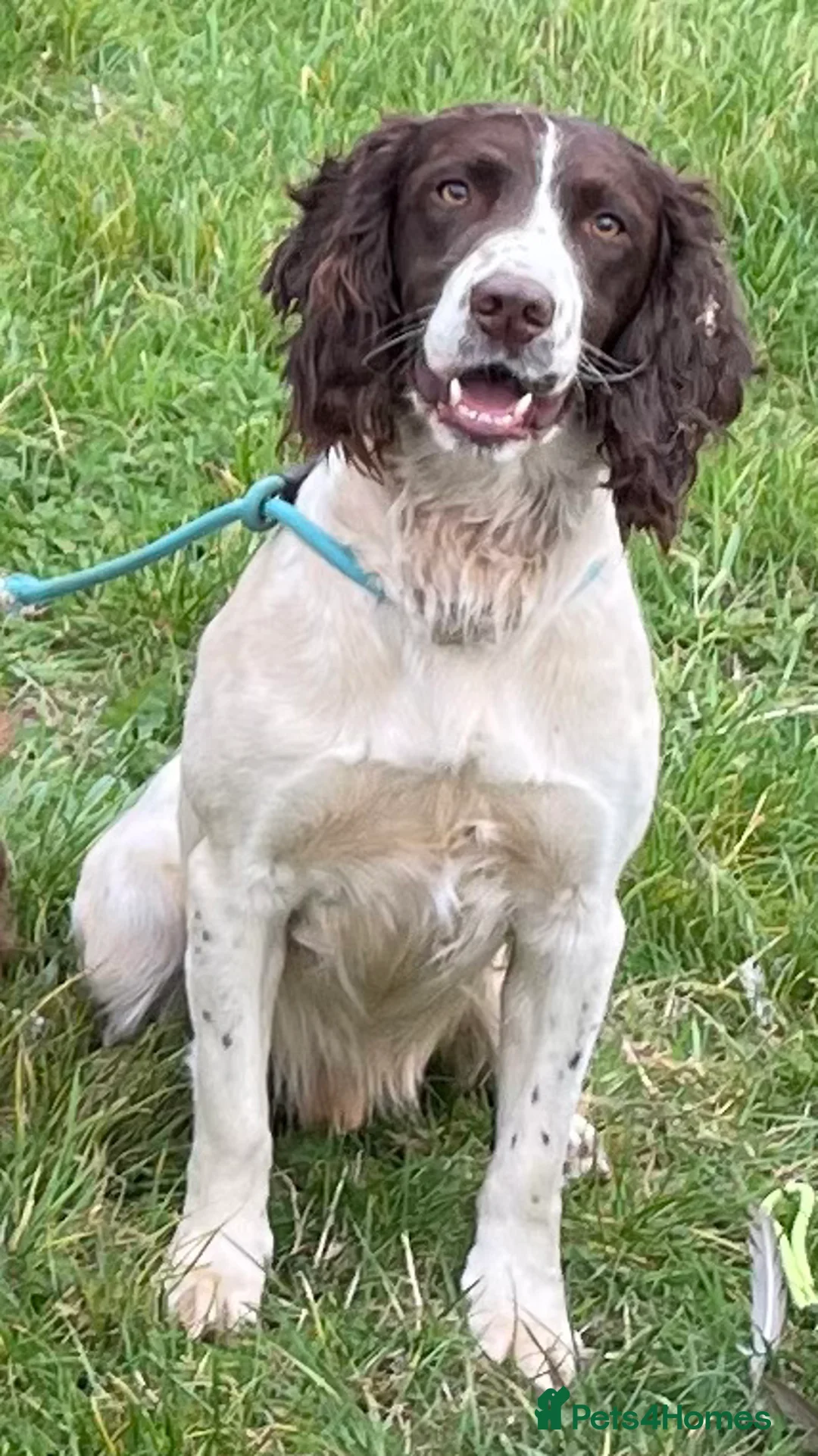 English Springer Spaniel dogs for stud: Fully health tested handsome springer for stud in Tewkesbury - Advert 6