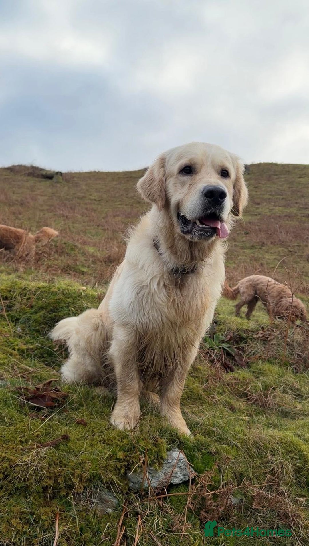 Golden Retriever dogs for stud: ORLAGOLD MAJOR TOM (Ziggy) - Advert 2