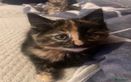 Mixed Breed cats for sale: 4 little girls  - Image 7