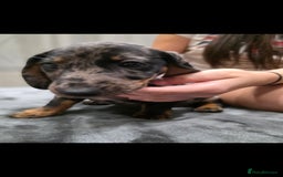 Dachshund dogs for sale: Beautiful puppies - Image 4