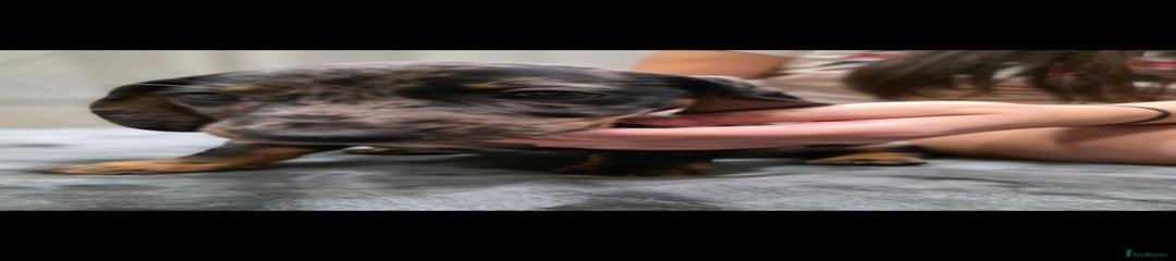 Dachshund Puppy 6