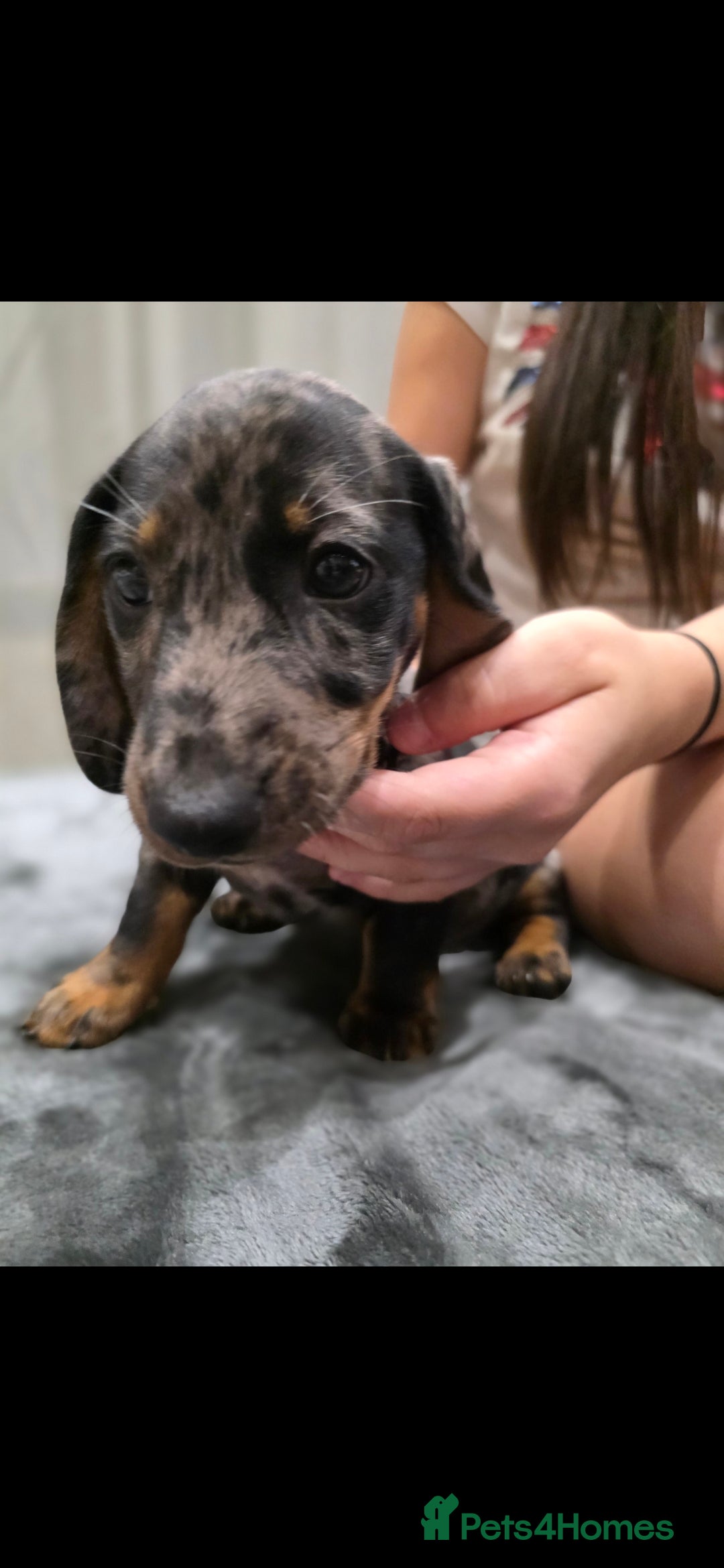 Dachshund dogs for sale: Beautiful puppies - Image 4