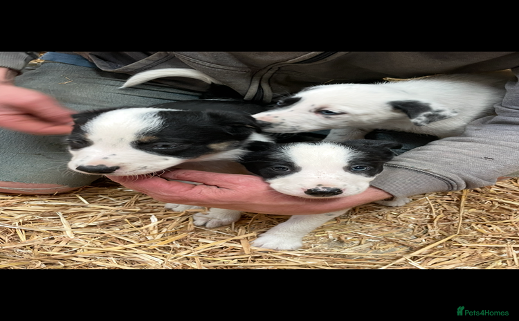 Border Collie dogs - Advert 4