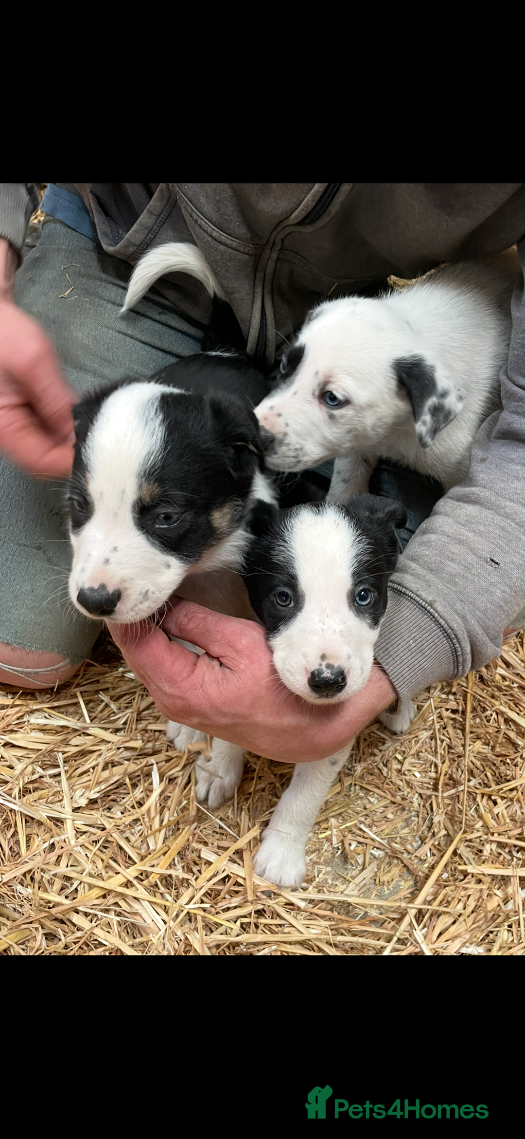 Border Collie dogs for sale: Border colliers are waiting for there new home - Image 1