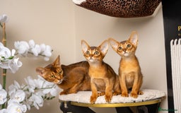 Abyssinian cats for sale: Premium Abyssinian kittens-TICA- Champion Pedigree - Image 39