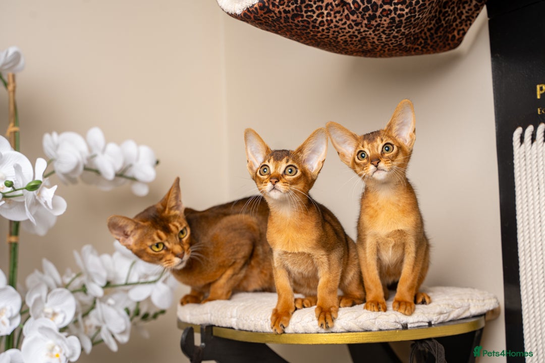 Abyssinian cats for sale: Premium Abyssinian kittens-TICA- Champion Pedigree - Image 39