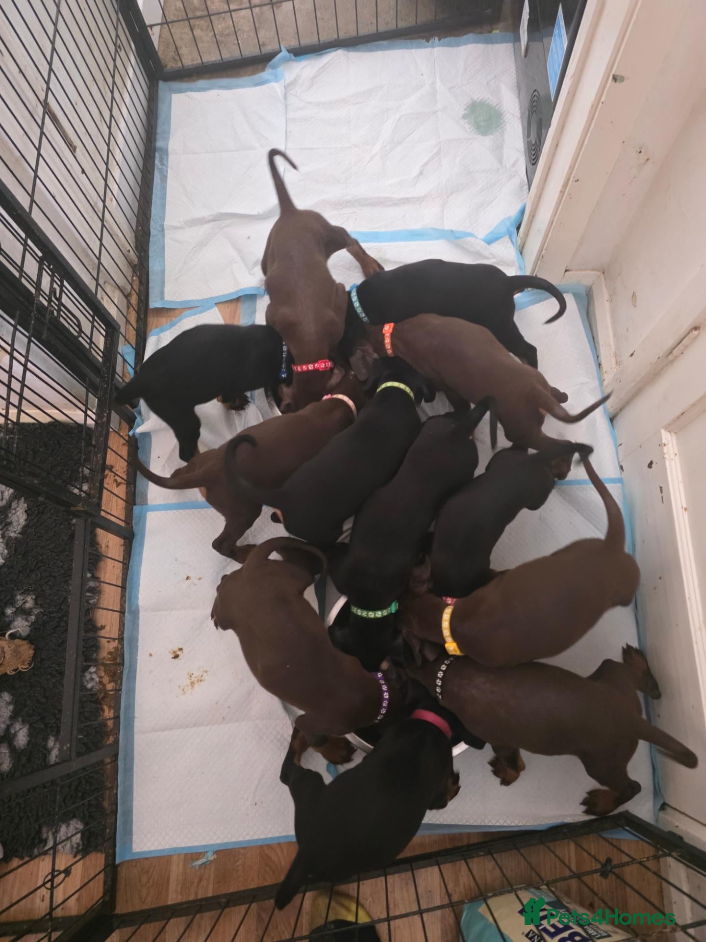 Dobermann dogs Doberman puppies - Advert 2