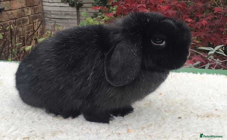 Mini Lop rabbits - Advert 7