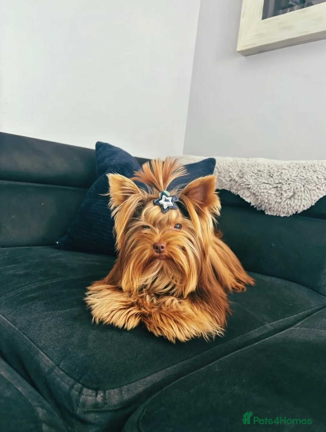 Yorkshire Terrier dogs for stud: VERY SMALL 1.3kg PEDIGREE STUD AVAILABLE – DIEGO - Advert 1