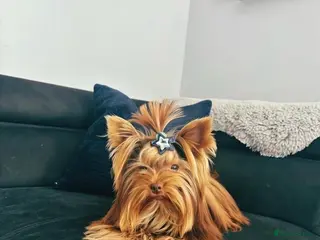 Yorkshire Terrier dogs VERY SMALL 1.3kg PEDIGREE STUD AVAILABLE – DIEGO - Advert 7