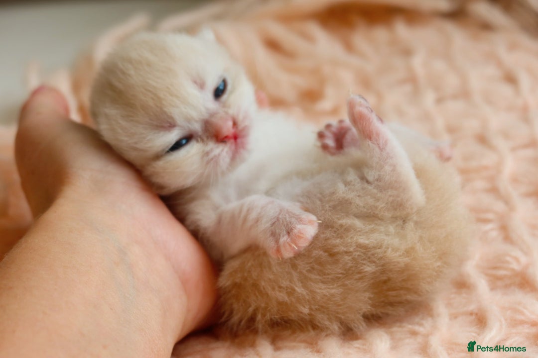 British Shorthair cats for sale: Blue Golden British Shorthair Kitten-REG &LICENSED - Image 5