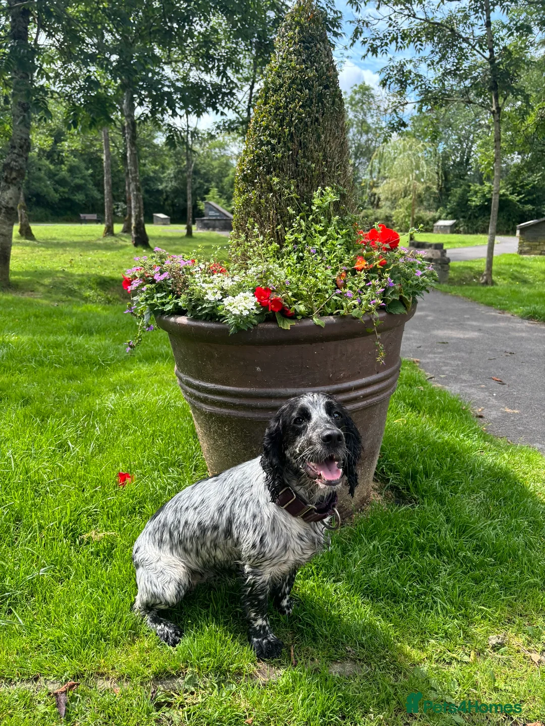 Cocker Spaniel dogs for sale: KC Registered Working Cocker Spaniel Puppies in Swansea - Advert 36