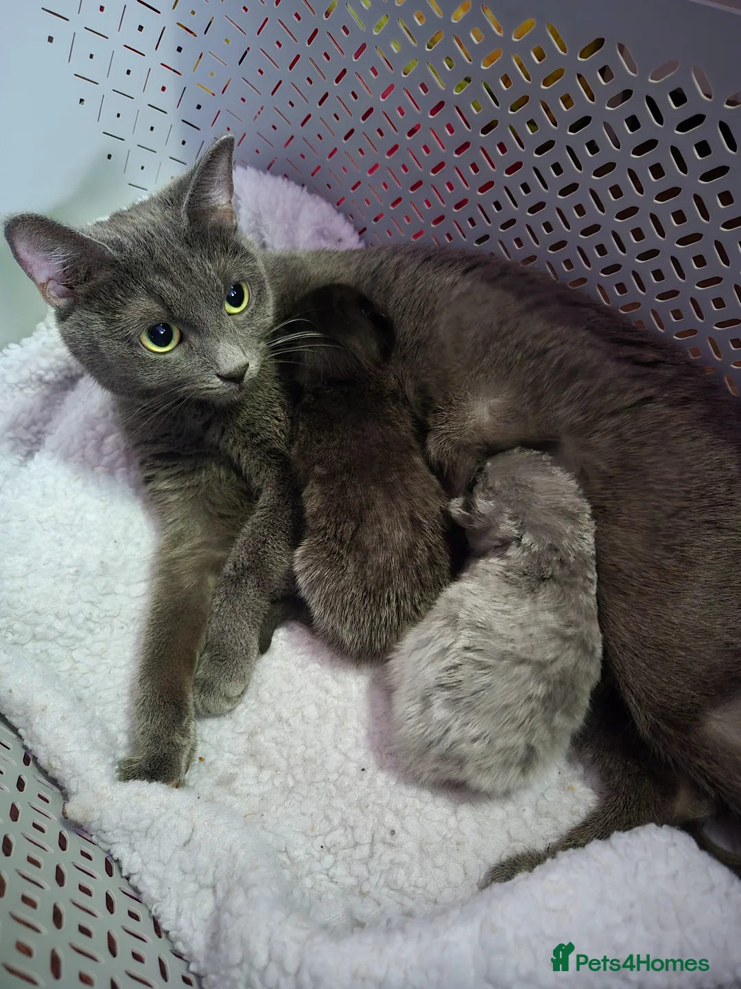 Mixed Breed cats for sale: Ragdoll cross boys  - Advert 2