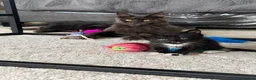 Maine Coon cats for sale: Maine coon cross kittens  in Ammanford - Advert 2