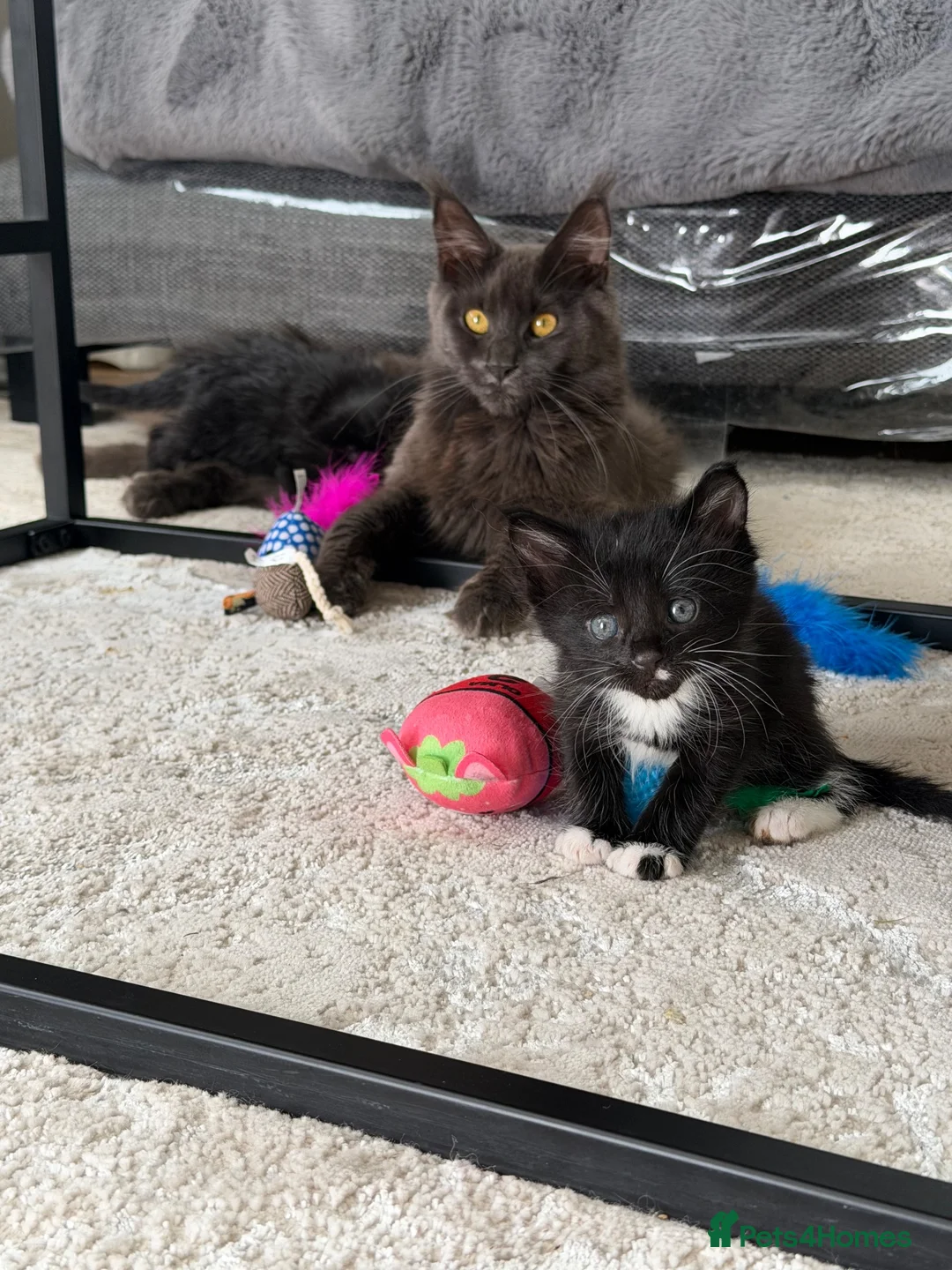 Maine Coon cats for sale: Maine coon cross kittens  in Ammanford - Advert 2