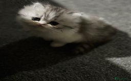 Persian cats for sale: Persian chinchilla kitten  - Image 8