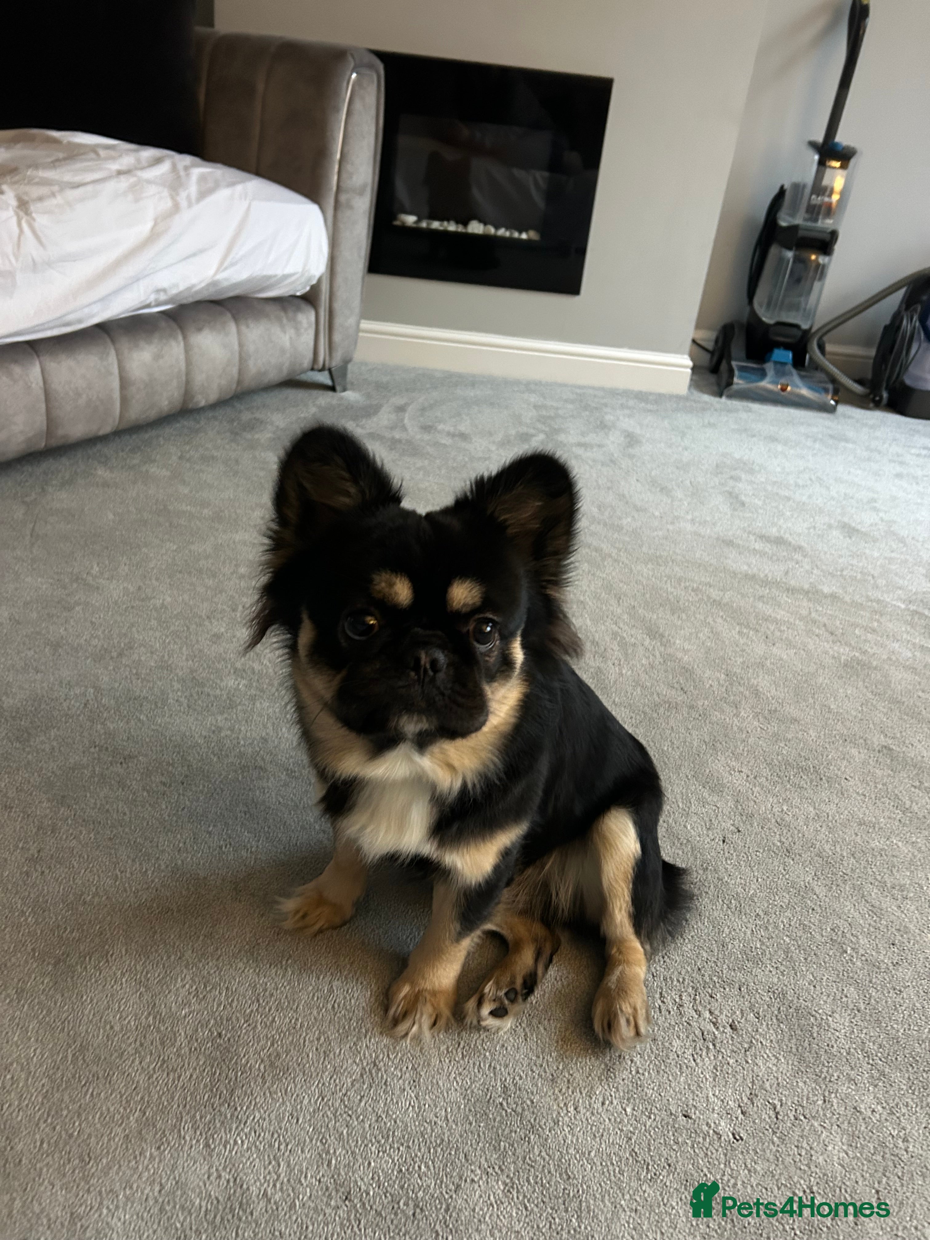 French Bulldog dogs MR BEAR  - Advert 1