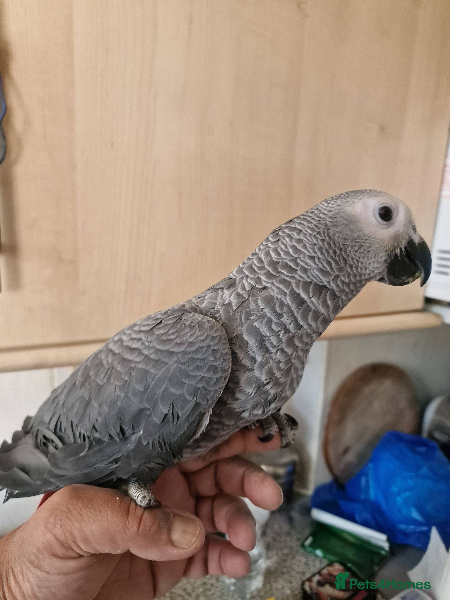 Parrots birds Super tame African Greys  - Advert 5