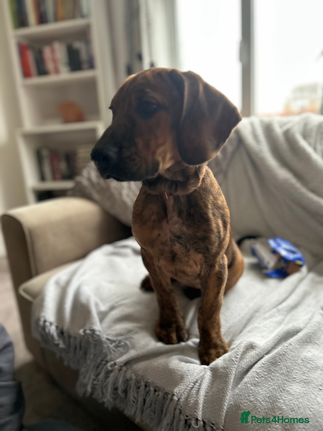 Mixed Breed dogs for sale: Genuine reason for sale . Crossbreed puppies. - Advert 1