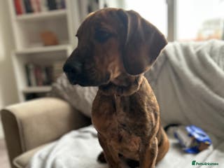 Mixed Breed dogs Genuine reason for sale . Crossbreed puppies. - Advert 13