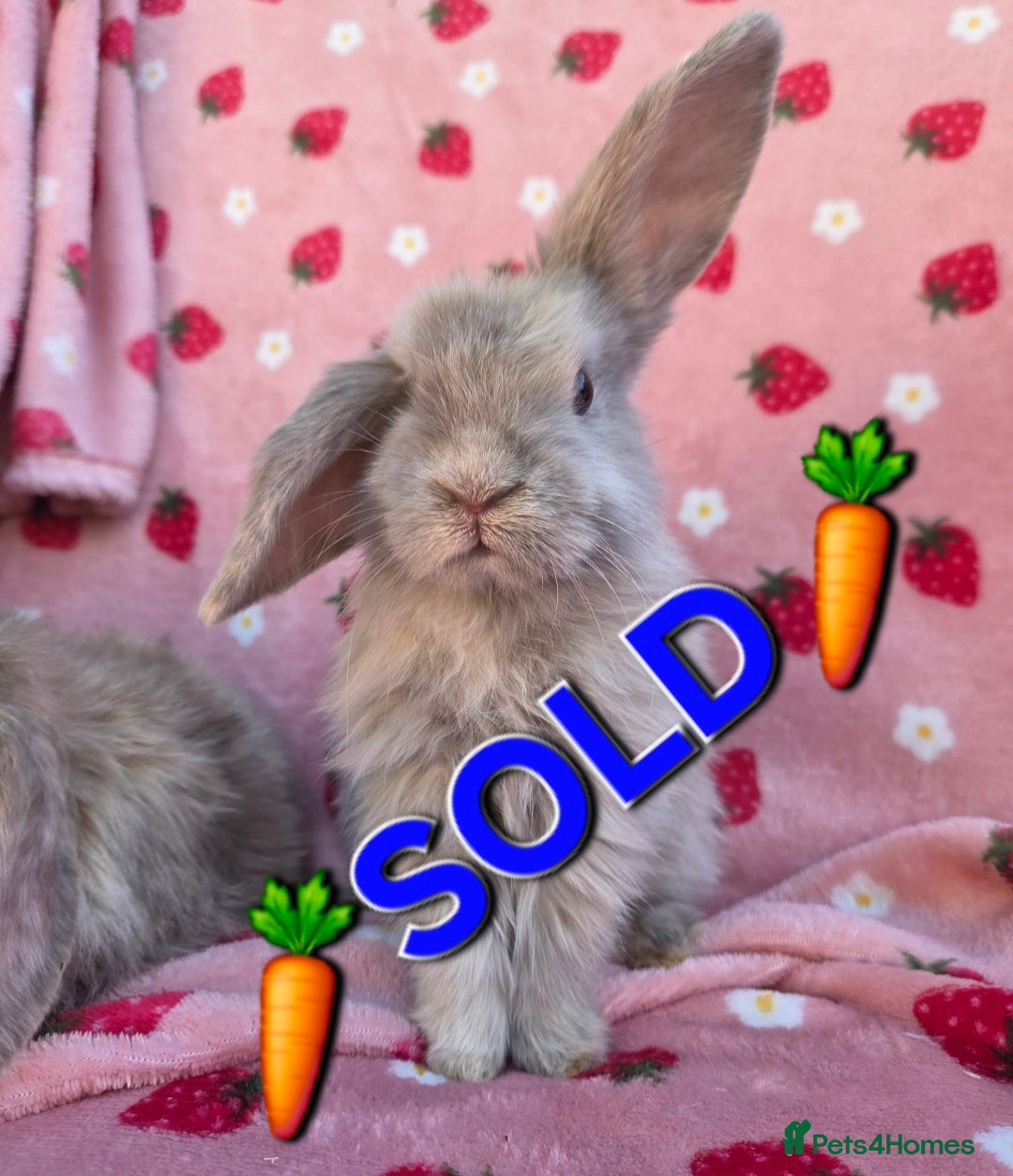 Mini Lop rabbits Very tame  Mini lop 8 weeks old - Advert 2