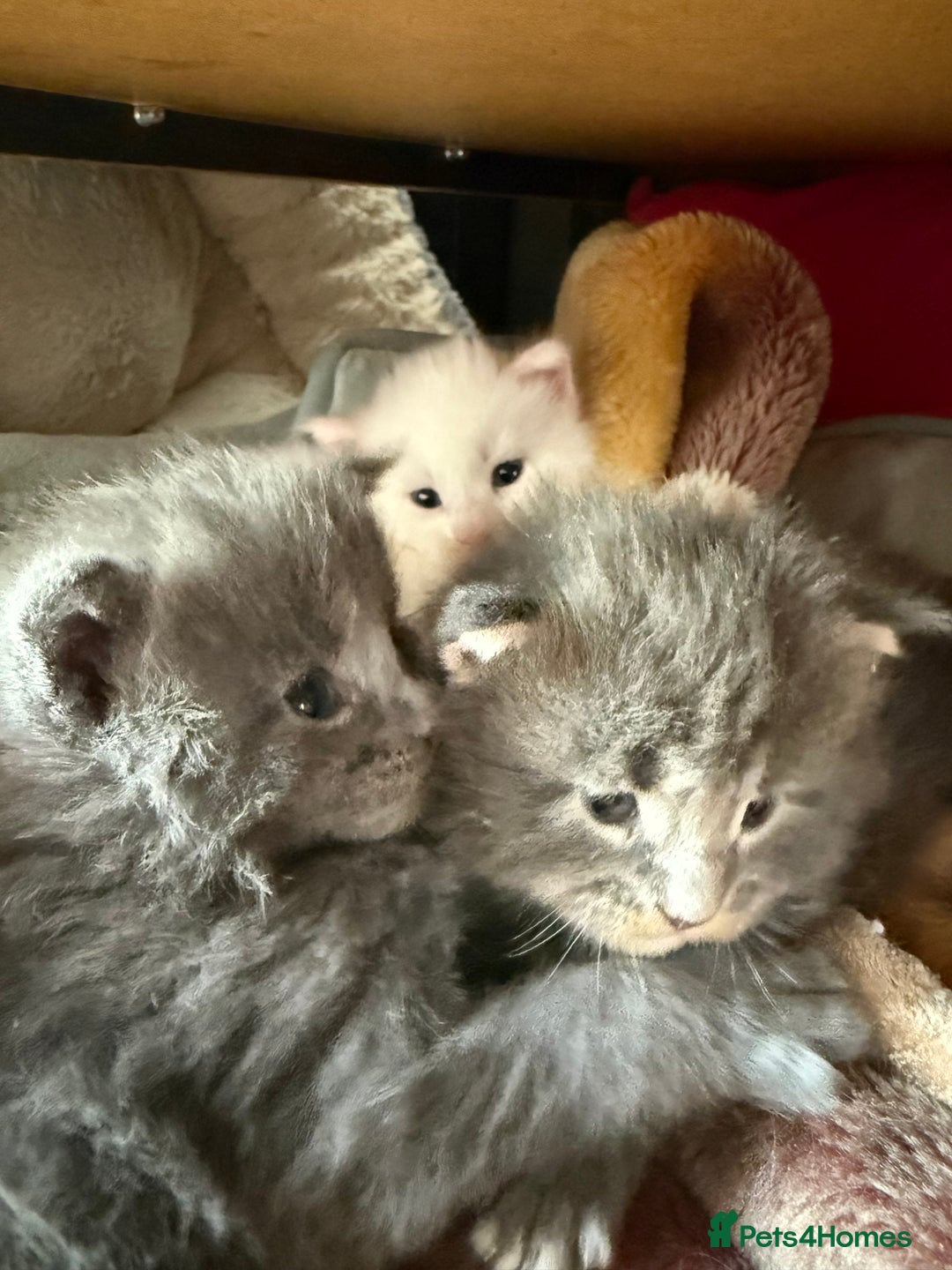 Maine Coon cats for sale: Maine Coon Kittens for sale - Image 12