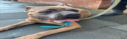 Cane Corso dogs for sale: Cane corso champion bloodline  - Advert 3