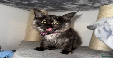 Maine Coon cats - Advert 7