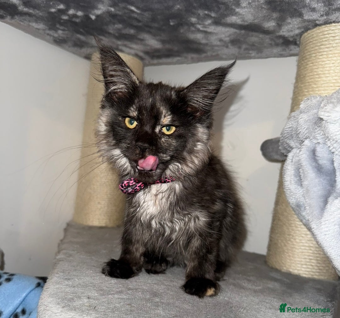Maine Coon cats for sale: Maine coon kitten Tica registered  - Image 2
