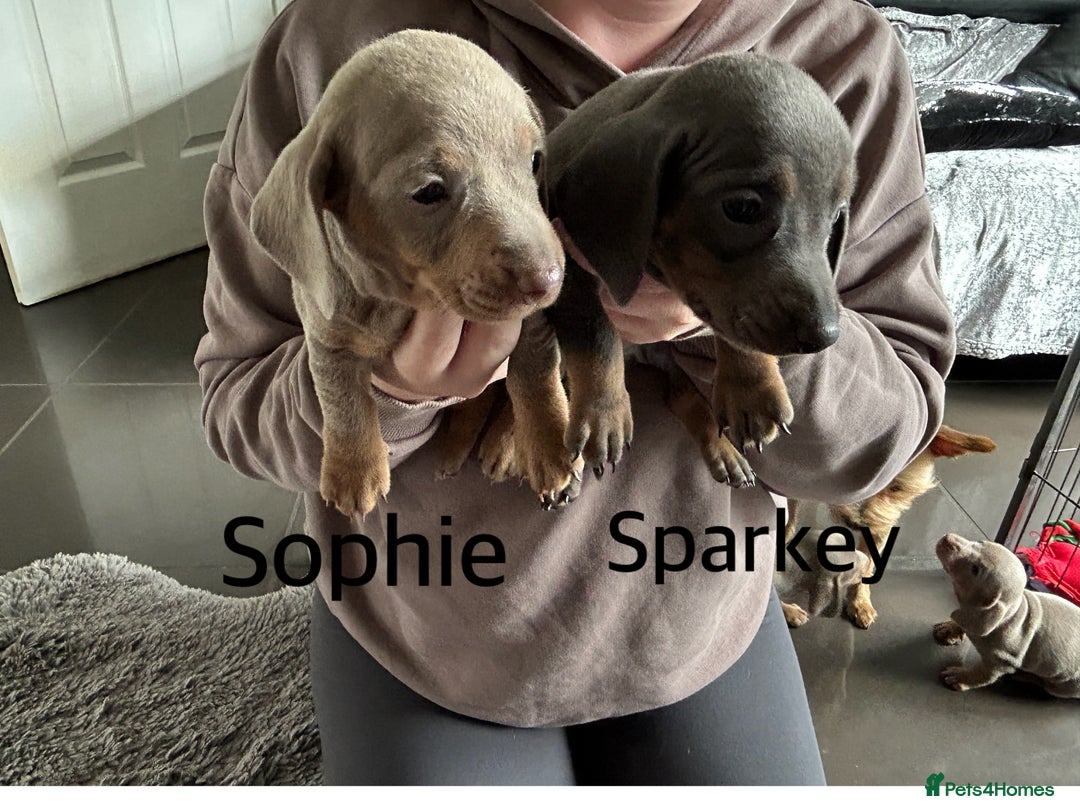 Miniature Dachshund dogs for sale:  Beautiful cute Miniatures dachshund  in Liverpool - Image 14