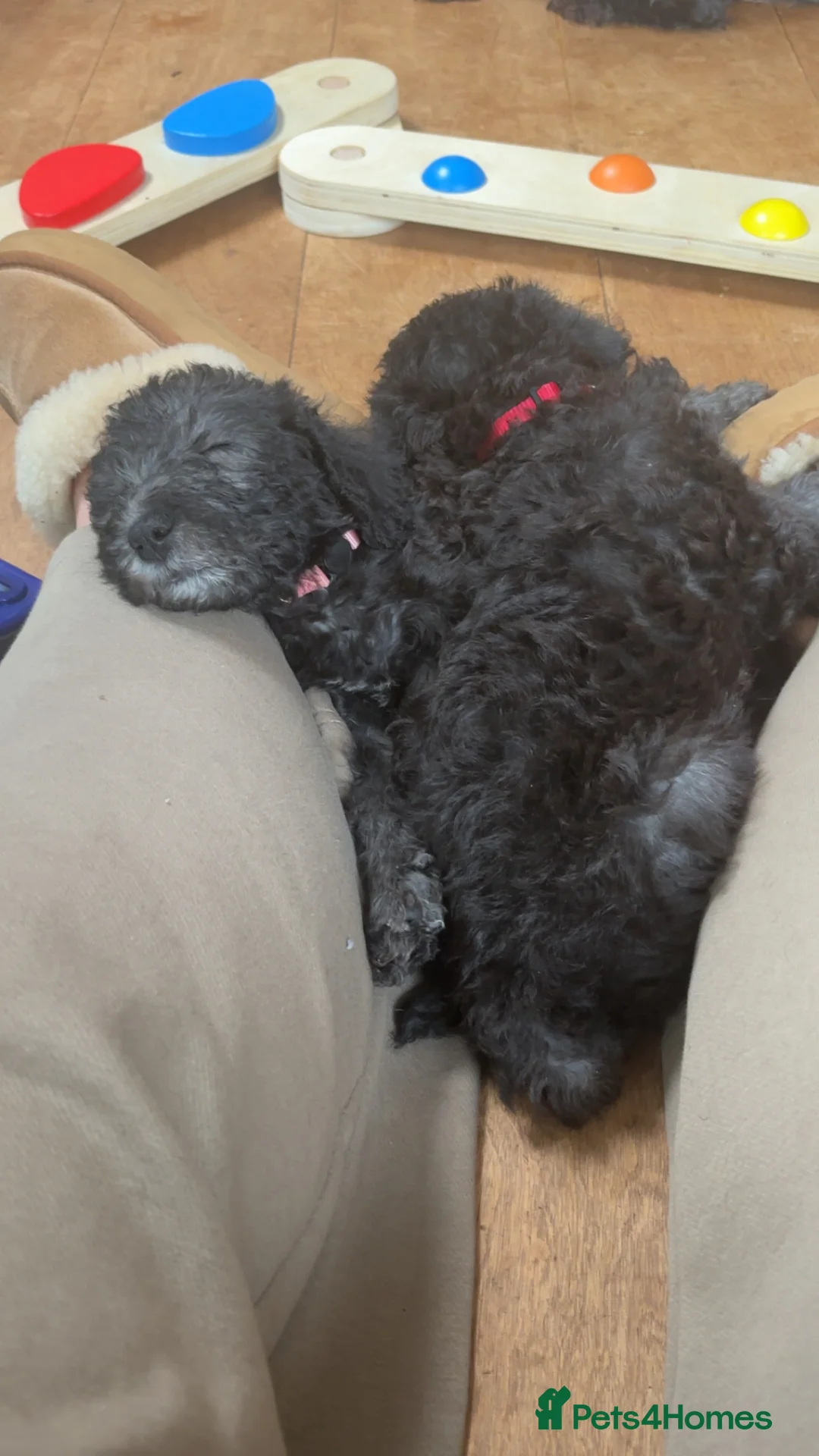 Bedlington Terrier dogs for sale: Bedlington terrier puppies  - Advert 6