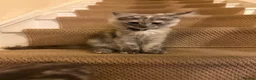 Maine Coon cats for sale: Maine coon kittens  - Advert 13