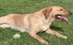 Labrador Retriever dogs for sale: KC Registered Fox Red Labrador Girl - Image 2