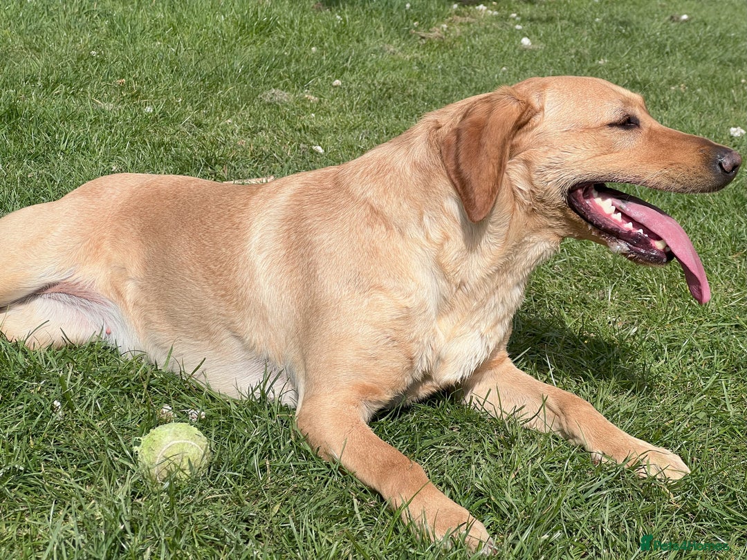 Labrador Retriever dogs for sale: KC Registered Fox Red Labrador Girl - Image 2
